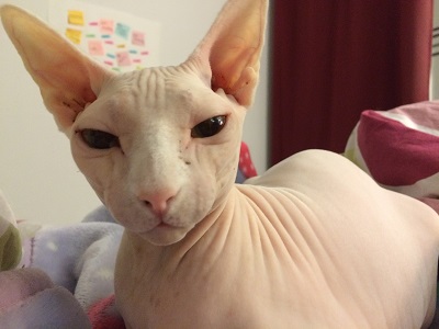 Home visits for cat - Yoda!!!! my Piglet!!!!